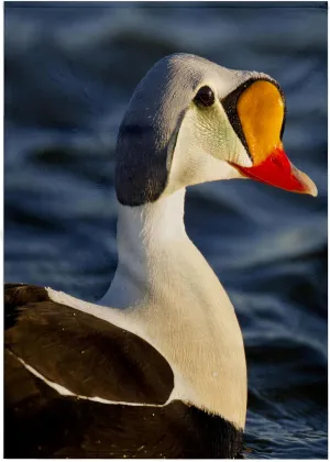 22x30 Bath Hand Pool Towel - King Eider Duck, Tundra Pond, Alaska, USA - US02 HRO0728 - Hugh Rose Ducks