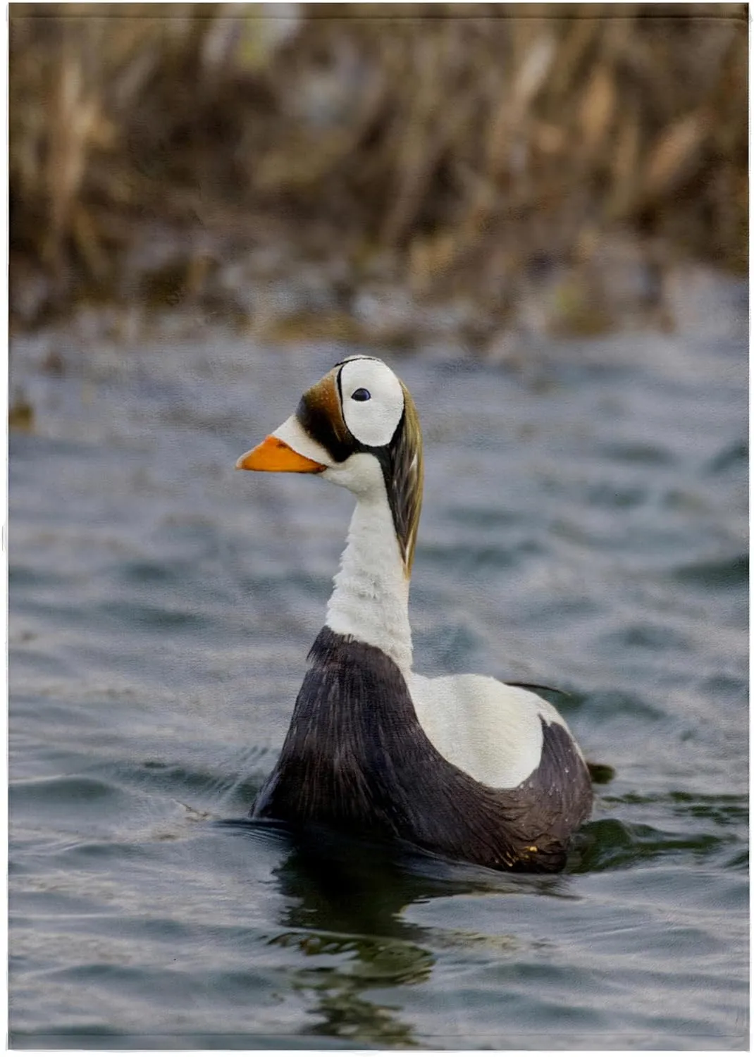 22x30 Bath Hand Pool Towel - Spectacled Eider Duck, Tundra Pond, Alaska, USA - US02 HRO0724 - Hugh Rose Ducks