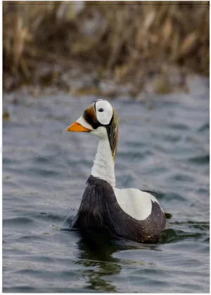 22x30 Bath Hand Pool Towel - Spectacled Eider Duck, Tundra Pond, Alaska, USA - US02 HRO0724 - Hugh Rose Ducks