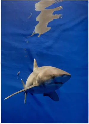 3dRose 22x30 Bath Hand Pool Towel - Hawaii, Big Island, Oceanic White Tip Shark - US12 PSO0038 - Paul Souders Sharks