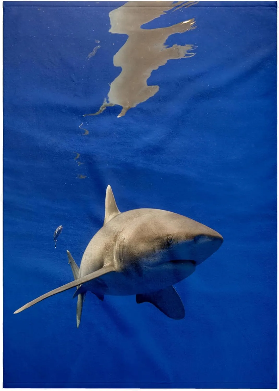 3dRose 22x30 Bath Hand Pool Towel - Hawaii, Big Island, Oceanic White Tip Shark - US12 PSO0038 - Paul Souders Sharks