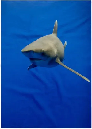 3dRose 22x30 Bath Hand Pool Towel - Hawaii, Big Island, Oceanic White Tip Shark - US12 PSO0039 - Paul Souders Sharks