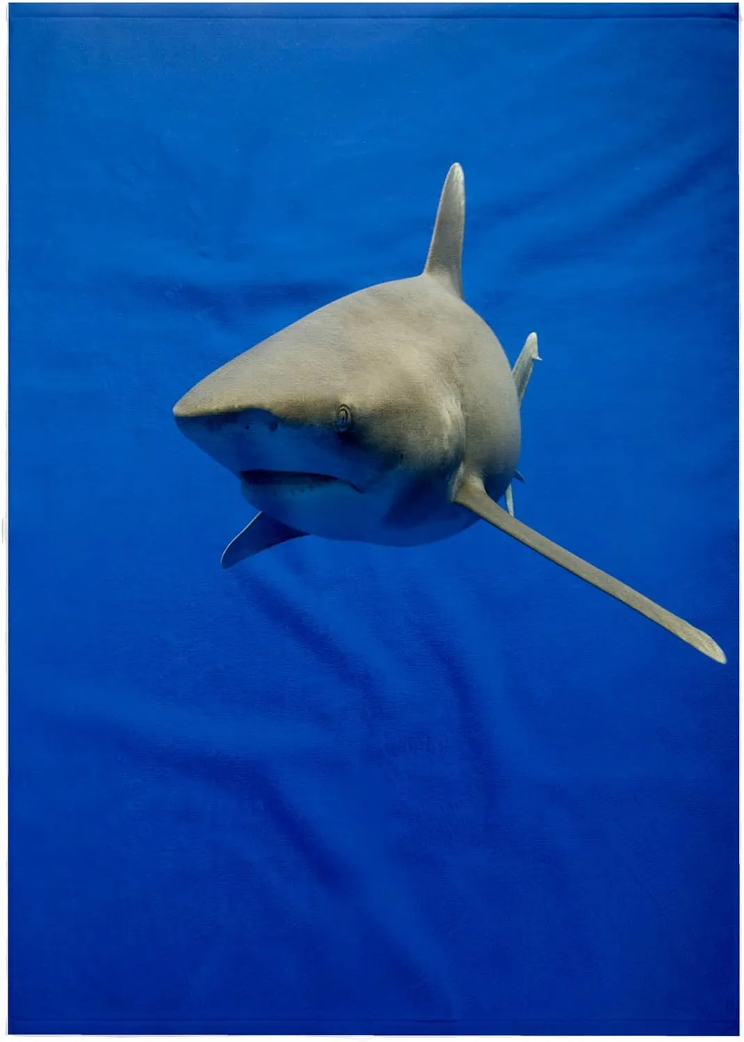 3dRose 22x30 Bath Hand Pool Towel - Hawaii, Big Island, Oceanic White Tip Shark - US12 PSO0039 - Paul Souders Sharks