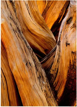 3dRose 22x30 Bath Hand Pool Towel - USA, California, White Mountains Wilderness. Bristlecone Pine Wood. Abstract
