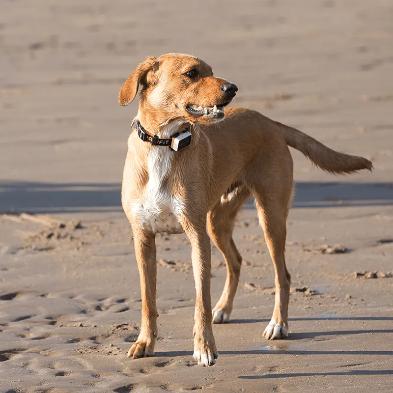 Pawfit 3 Tracker-SA_Metro