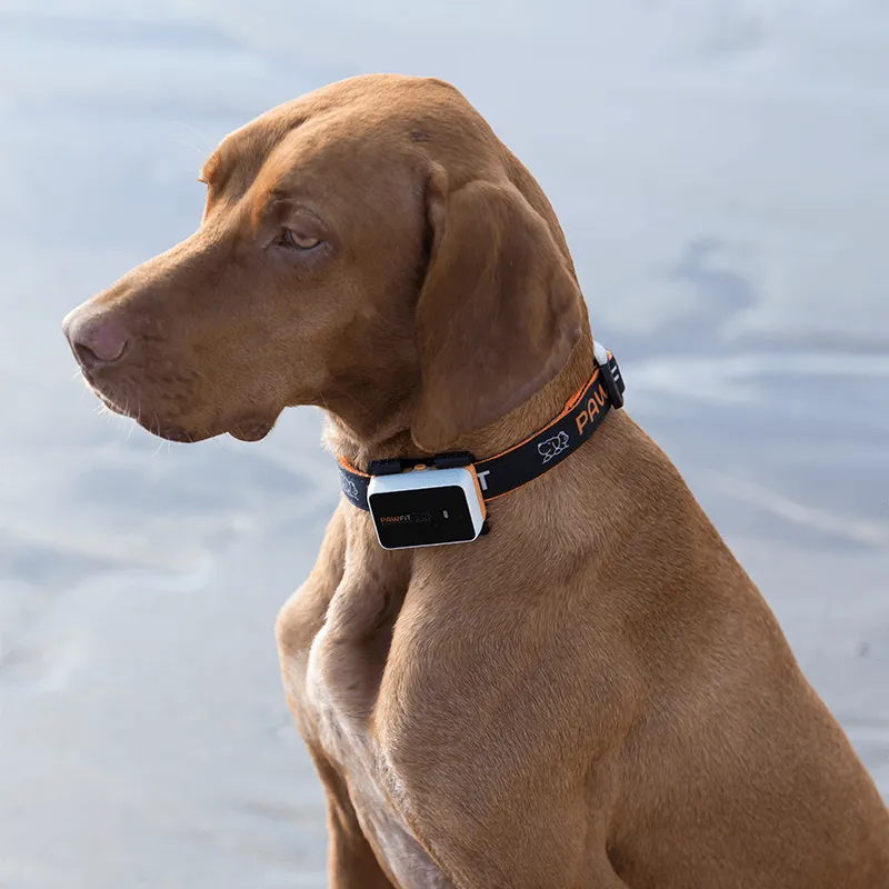 Pawfit 3 Tracker-SA_Metro