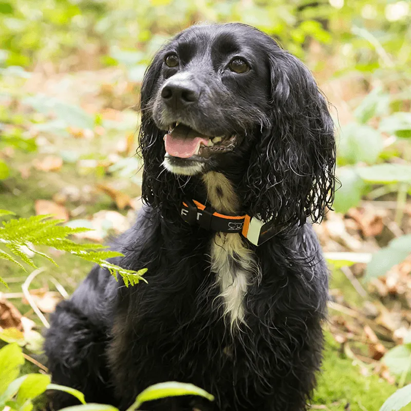 Pawfit 3 Tracker-SA_Metro